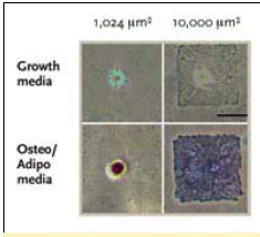 Stem cells differentiate according to shape. McBeath, et al.